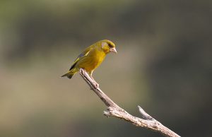 IMG_2094