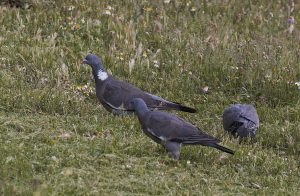 IMG_2147