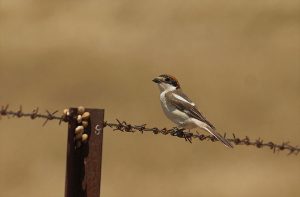 IMG_2363