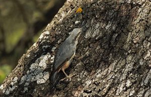 IMG_2517