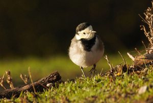 lavandera